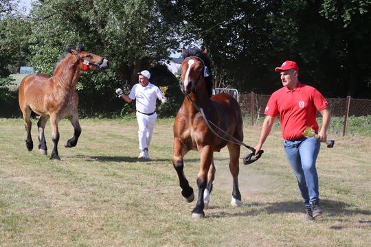 Gm. Ruda-Huta. Powiatowy Dzień Konia Zimnokrwistego [GALERIA ZDJĘĆ]
