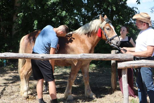 Gm. Ruda-Huta. Powiatowy Dzień Konia Zimnokrwistego [GALERIA ZDJĘĆ]