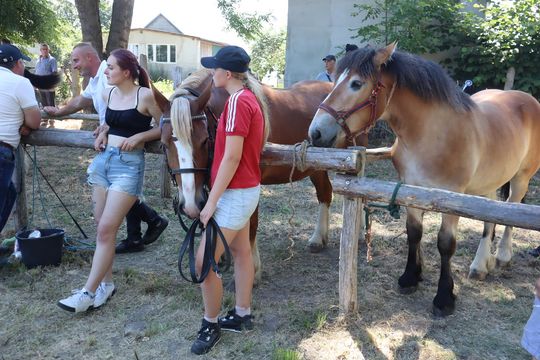 Gm. Ruda-Huta. Powiatowy Dzień Konia Zimnokrwistego [GALERIA ZDJĘĆ]