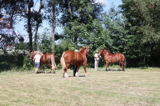 Gm. Ruda-Huta. Powiatowy Dzień Konia Zimnokrwistego [GALERIA ZDJĘĆ]