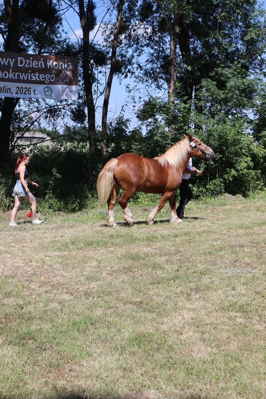 Gm. Ruda-Huta. Powiatowy Dzień Konia Zimnokrwistego [GALERIA ZDJĘĆ]