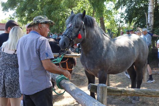 Gm. Ruda-Huta. Powiatowy Dzień Konia Zimnokrwistego [GALERIA ZDJĘĆ]