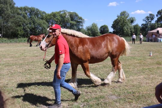Gm. Ruda-Huta. Powiatowy Dzień Konia Zimnokrwistego [GALERIA ZDJĘĆ]