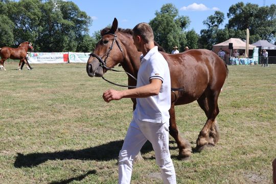 Gm. Ruda-Huta. Powiatowy Dzień Konia Zimnokrwistego [GALERIA ZDJĘĆ]