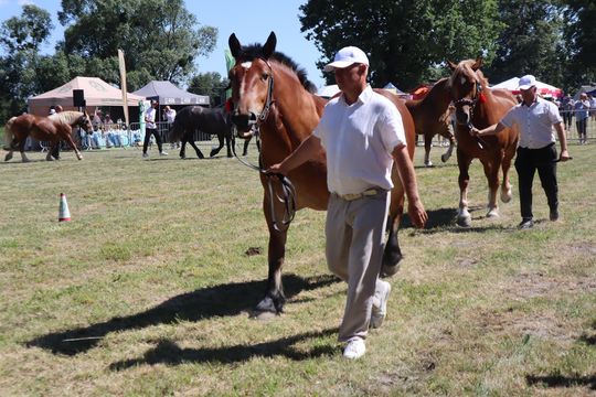 Gm. Ruda-Huta. Powiatowy Dzień Konia Zimnokrwistego [GALERIA ZDJĘĆ]