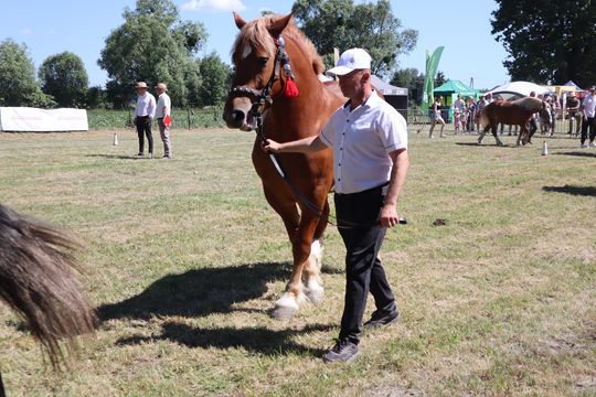 Gm. Ruda-Huta. Powiatowy Dzień Konia Zimnokrwistego [GALERIA ZDJĘĆ]