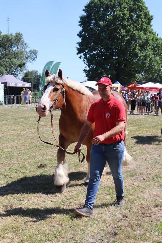 Gm. Ruda-Huta. Powiatowy Dzień Konia Zimnokrwistego [GALERIA ZDJĘĆ]