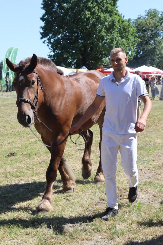 Gm. Ruda-Huta. Powiatowy Dzień Konia Zimnokrwistego [GALERIA ZDJĘĆ]