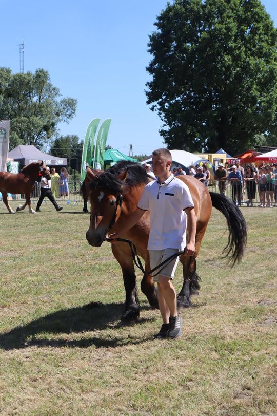 Gm. Ruda-Huta. Powiatowy Dzień Konia Zimnokrwistego [GALERIA ZDJĘĆ]