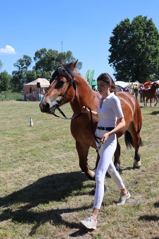 Gm. Ruda-Huta. Powiatowy Dzień Konia Zimnokrwistego [GALERIA ZDJĘĆ]