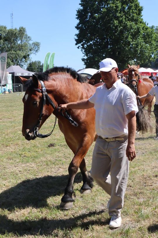 Gm. Ruda-Huta. Powiatowy Dzień Konia Zimnokrwistego [GALERIA ZDJĘĆ]