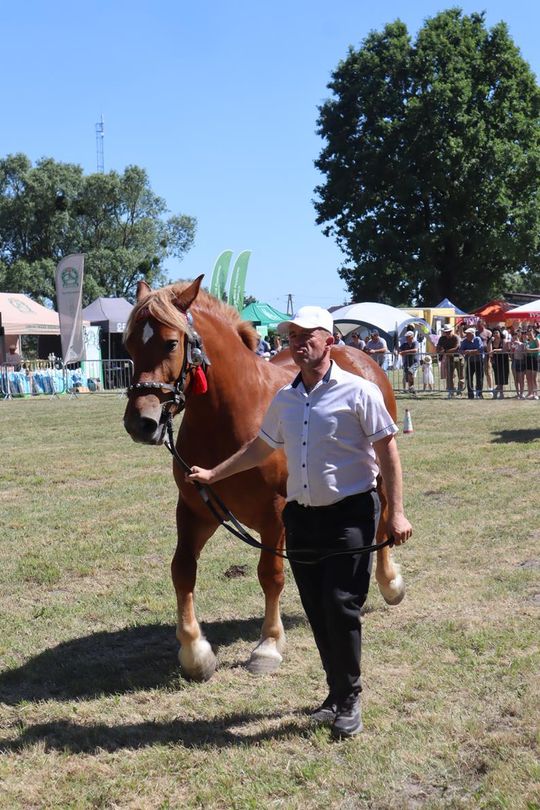 Gm. Ruda-Huta. Powiatowy Dzień Konia Zimnokrwistego [GALERIA ZDJĘĆ]