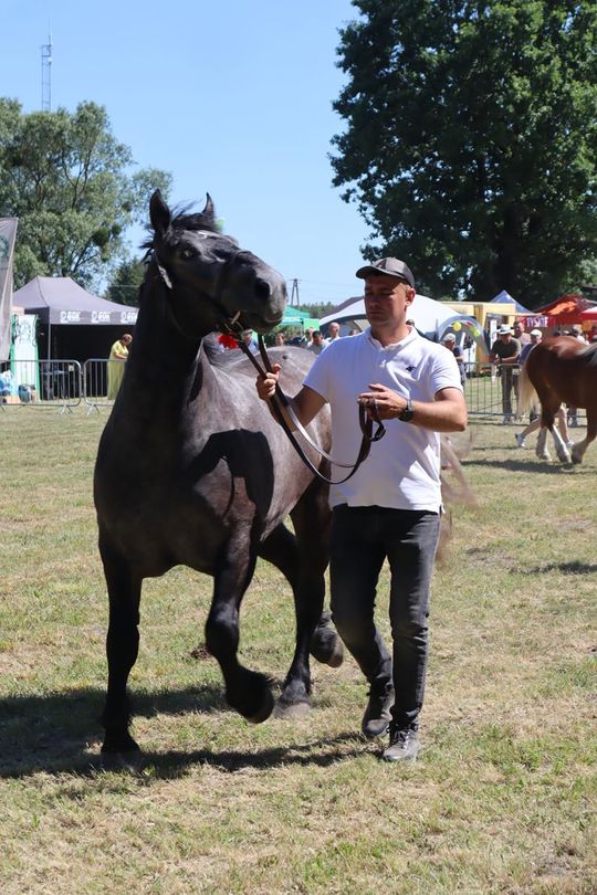 Gm. Ruda-Huta. Powiatowy Dzień Konia Zimnokrwistego [GALERIA ZDJĘĆ]