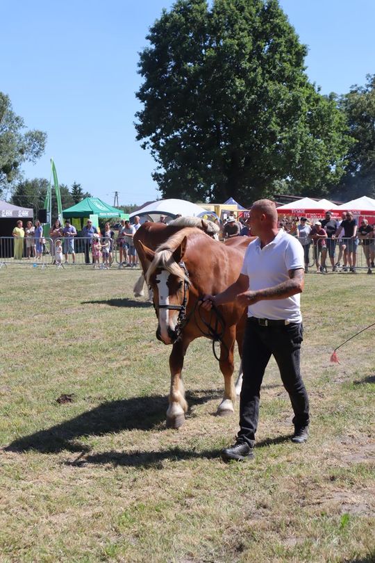 Gm. Ruda-Huta. Powiatowy Dzień Konia Zimnokrwistego [GALERIA ZDJĘĆ]