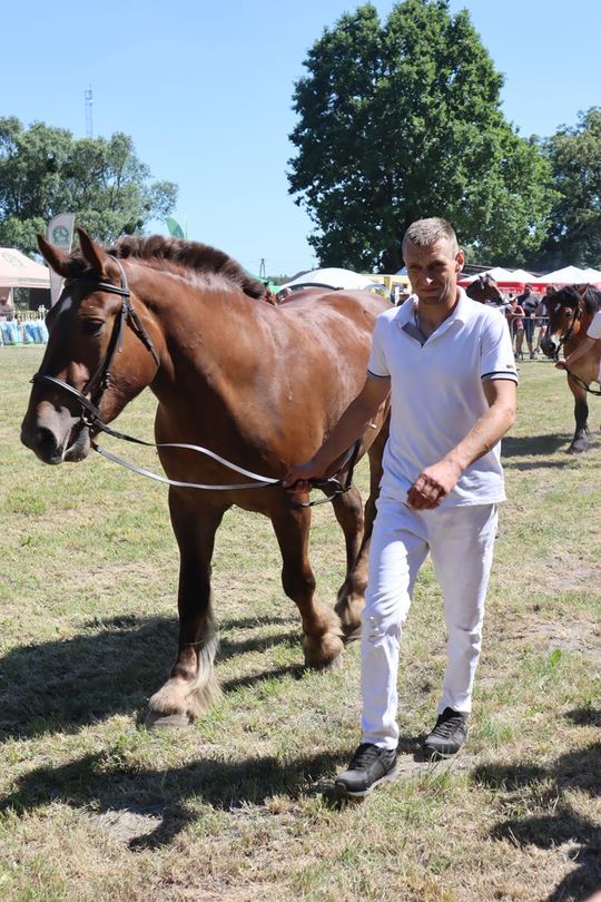 Gm. Ruda-Huta. Powiatowy Dzień Konia Zimnokrwistego [GALERIA ZDJĘĆ]