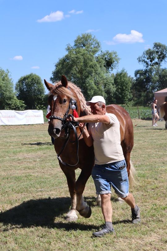 Gm. Ruda-Huta. Powiatowy Dzień Konia Zimnokrwistego [GALERIA ZDJĘĆ]