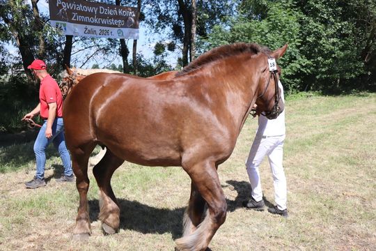 Gm. Ruda-Huta. Powiatowy Dzień Konia Zimnokrwistego [GALERIA ZDJĘĆ]