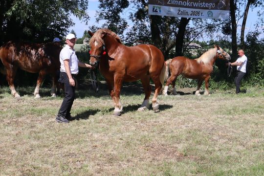 Gm. Ruda-Huta. Powiatowy Dzień Konia Zimnokrwistego [GALERIA ZDJĘĆ]