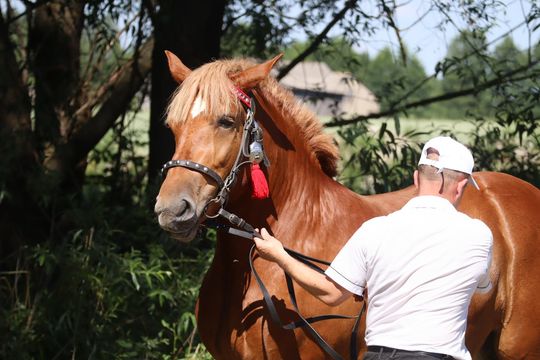 Gm. Ruda-Huta. Powiatowy Dzień Konia Zimnokrwistego [GALERIA ZDJĘĆ]