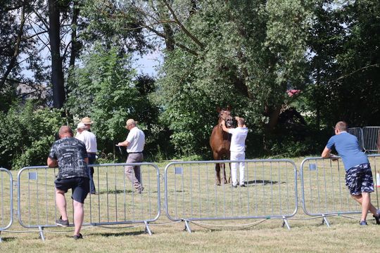 Gm. Ruda-Huta. Powiatowy Dzień Konia Zimnokrwistego [GALERIA ZDJĘĆ]