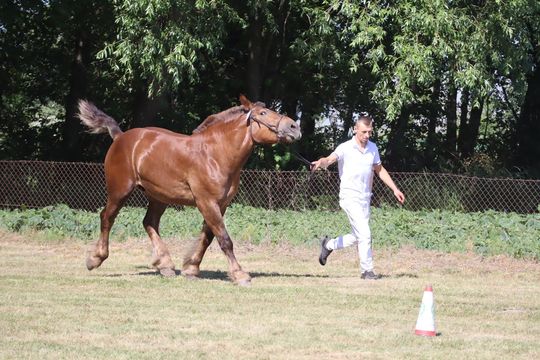 Gm. Ruda-Huta. Powiatowy Dzień Konia Zimnokrwistego [GALERIA ZDJĘĆ]