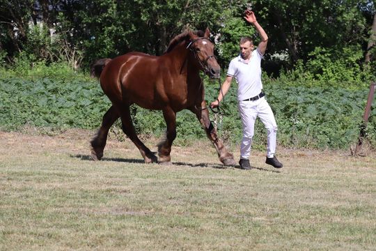 Gm. Ruda-Huta. Powiatowy Dzień Konia Zimnokrwistego [GALERIA ZDJĘĆ]