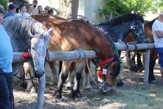 Gm. Ruda-Huta. Powiatowy Dzień Konia Zimnokrwistego [GALERIA ZDJĘĆ]