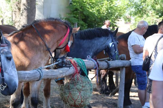 Gm. Ruda-Huta. Powiatowy Dzień Konia Zimnokrwistego [GALERIA ZDJĘĆ]