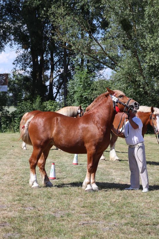 Gm. Ruda-Huta. Powiatowy Dzień Konia Zimnokrwistego [GALERIA ZDJĘĆ]
