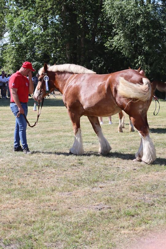 Gm. Ruda-Huta. Powiatowy Dzień Konia Zimnokrwistego [GALERIA ZDJĘĆ]