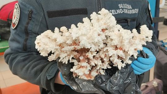 Wśród zatrzymanych pamiątek na lubelskiej granicy czaszka wilka i wylinki węża [ZDJĘCIA]